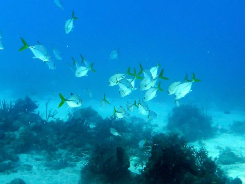 Pictures taken while diving off of West Caicos