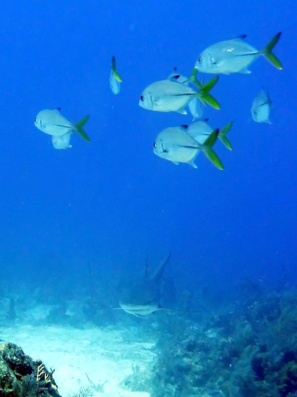 Dont miss the shark :)