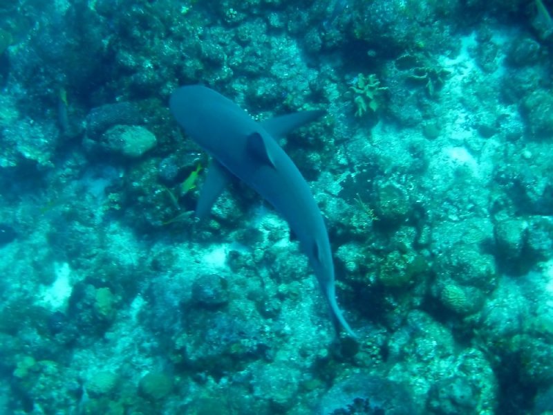 Grey Reef Shark