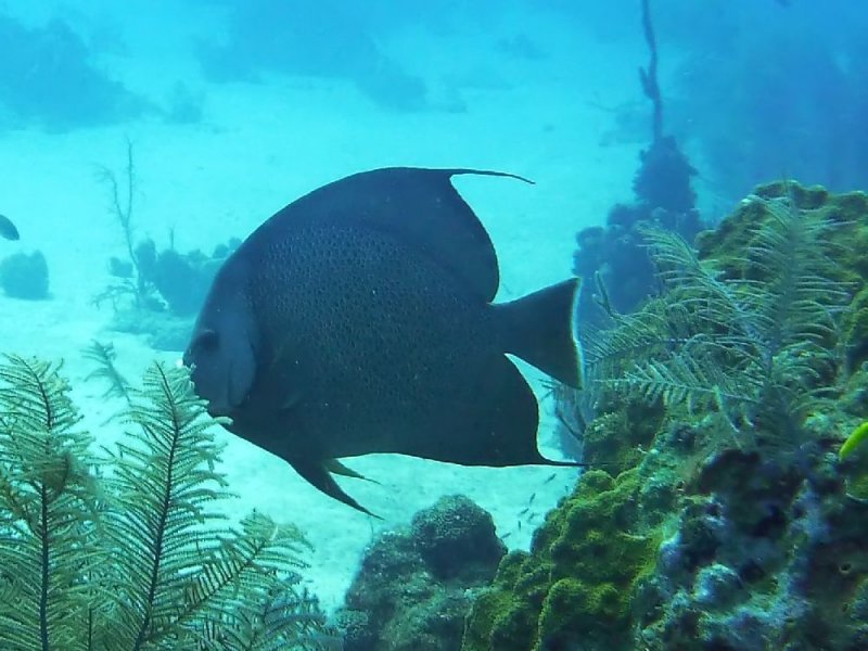 Gray Angelfish ?