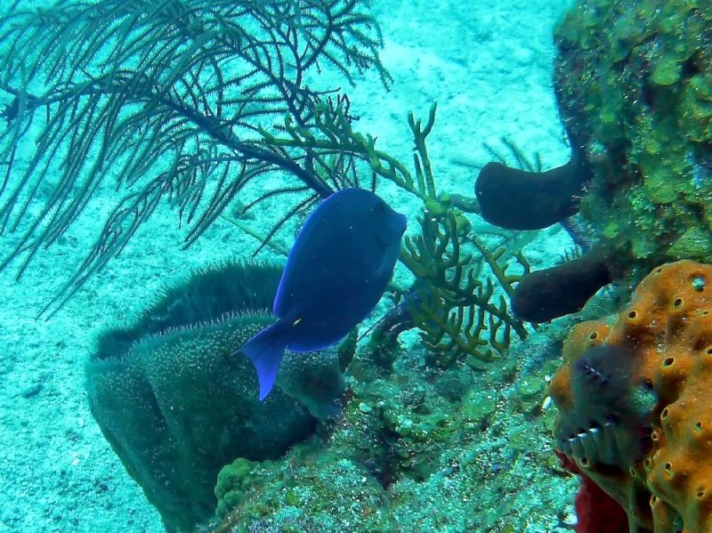 Blue Tang