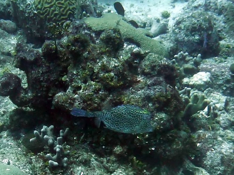 Honeycomb Cowfish