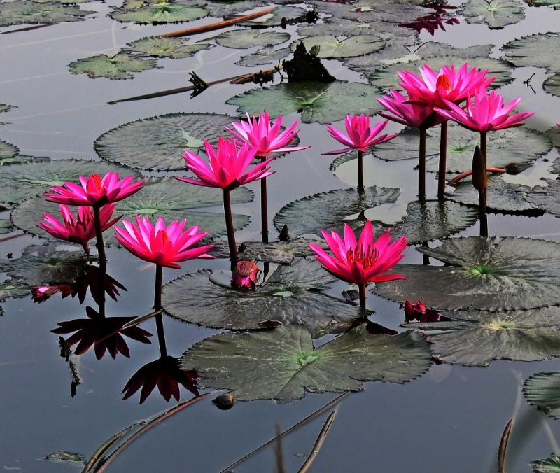 Pond Flowers