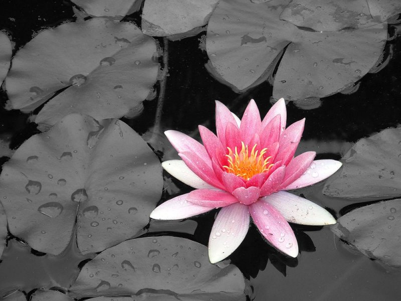 Pond in Black and Color