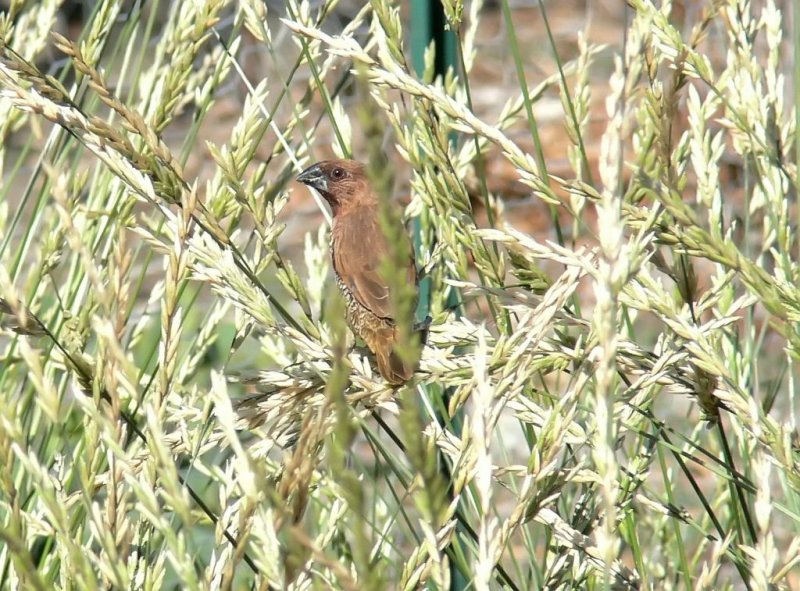 Immature Nutmeg Mannikin