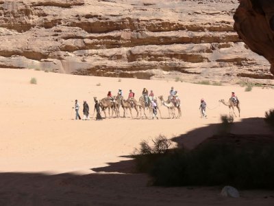 A tourist camel caravan
