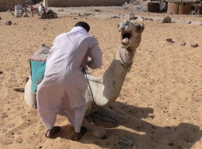 My Camel, who really wasn't in the mood to do this.  A loose saddle is not really a good way to ride a camel  :)