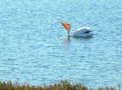  A White Feeding