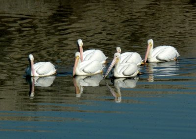  Great American White Pelicans