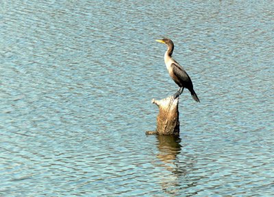  A Lone Cormorant