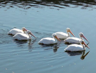 Great American White Pelicans