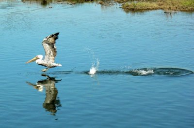 Pelicans and Egrets