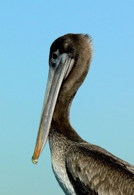  An Immature Brown Pelican