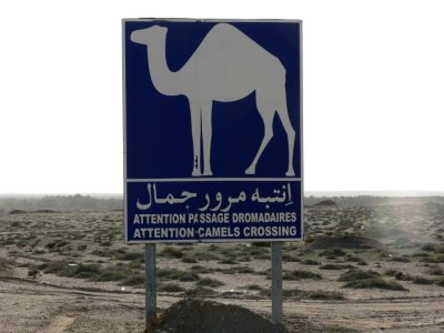 Can Camels Read the Sign?