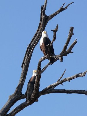 African Fish Eagles