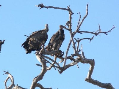 White-headed Vultures