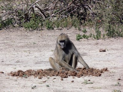 Baboon Looking for Seeds in Elephant Dung