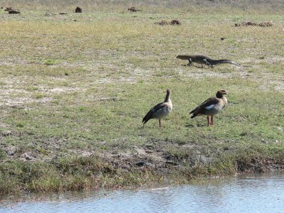 Monitor Lizard and Egyptian Geese