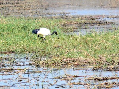 African Sacred Ibis