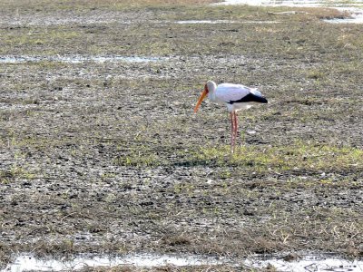 Yellow-billed Stork