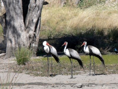 Wattled Cranes