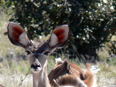 Love Those Ears