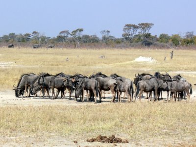  Wildebeests, Formerly Called Gnus