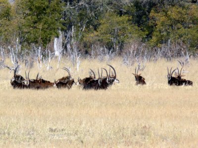 A Herd of Sable
