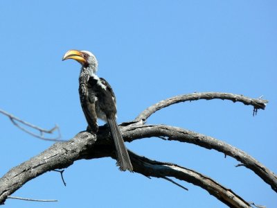 Yellow-billed Hornbill or Commonly Called the Flying  Banana