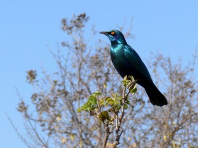 Greater Blue-eared Starling