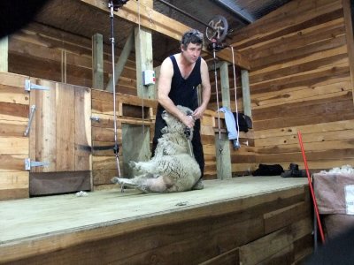 Sheep Shearing at the Agrodome