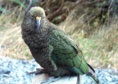 A Kea, a Large Alpine Parrot Found on the South Island