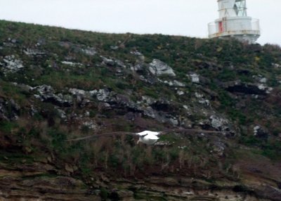 The Back End of a Royal Albatross Off the Cliffs of the Otago Peninsula