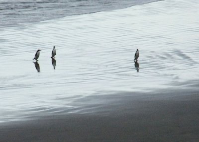 Yellow-eyed Penguins Coming Ashore After a Day of Fishing