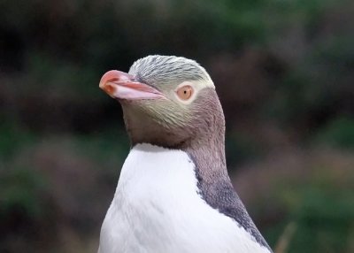 Yellow-eyed Penguin from the South Island of New Zealand