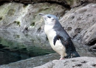 Blue Penguins, the Smallest Penguin Specie