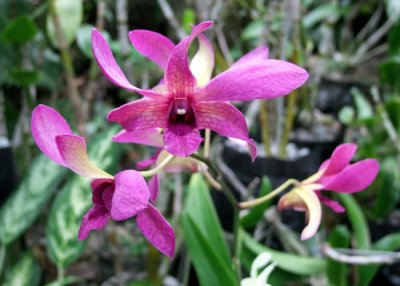 Orchids From the Garden of the Sleeping Giant