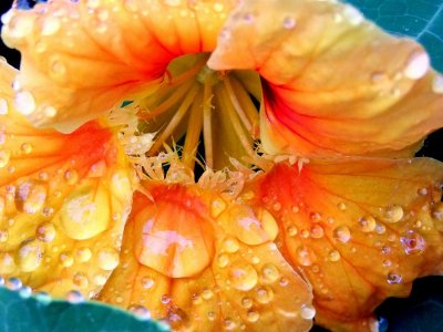 Rain Drops on Flower Blossum