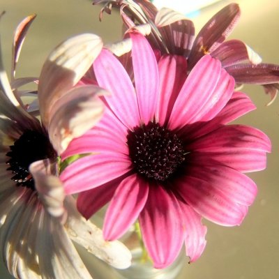 African Daisy