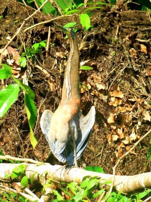 Bare-throated Tiger Heron