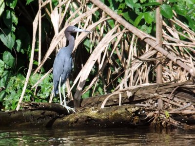  Little Blue Heron