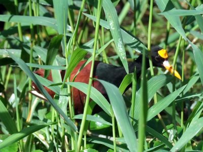  Northern Jacana Wearing His Little Hat