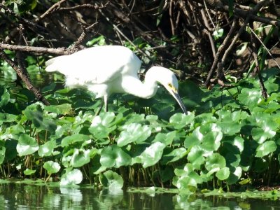  Egret