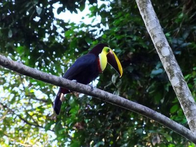  Chestnut-mandibled Toucan
