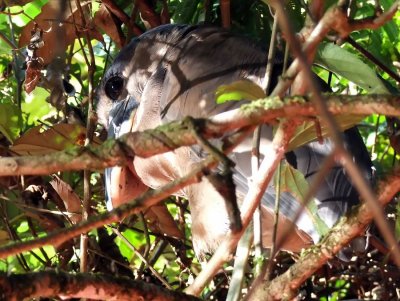 Boat-billed Heron