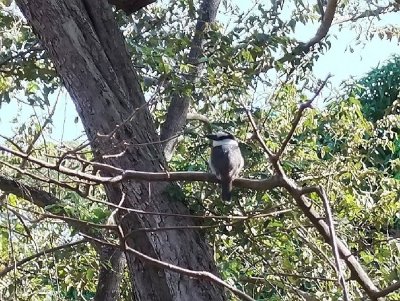  Kingfisher