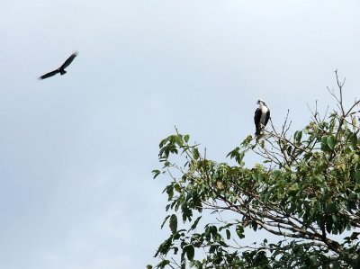  Osprey and Black Vulture