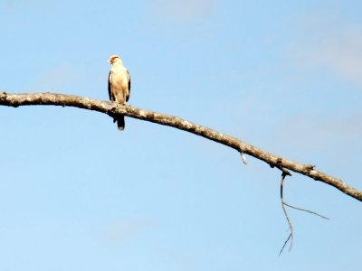  Osprey