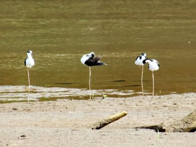  Black-necked Stilt