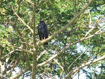 Common Black Hawk
